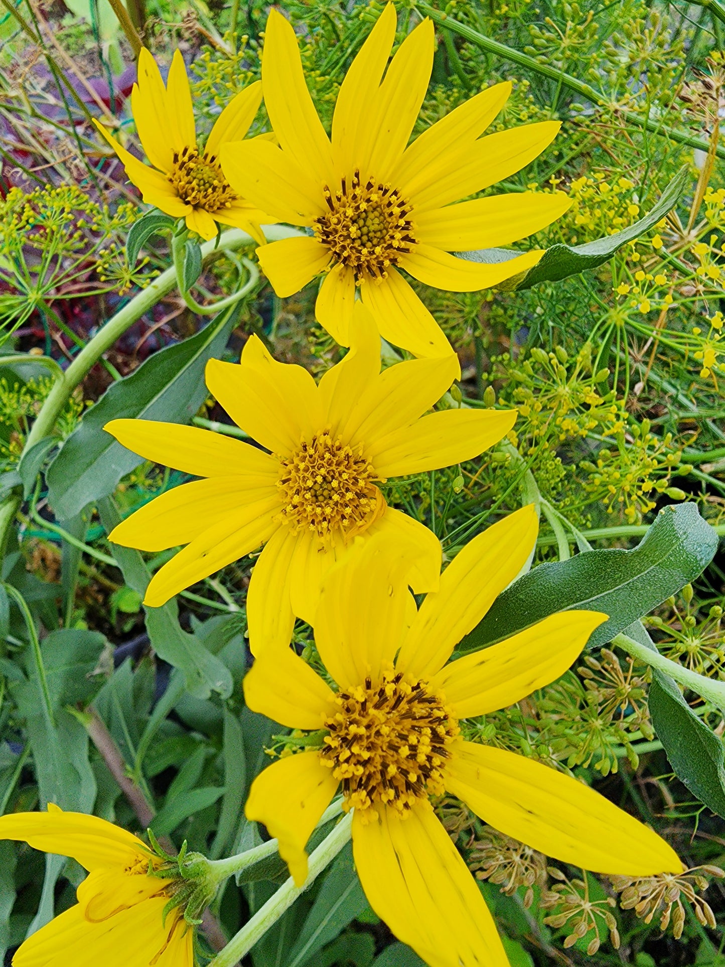 planting maximilian sunflower seeds Maximilian Sunflower – Perennial Native Wildflower – Jerra's Garden
