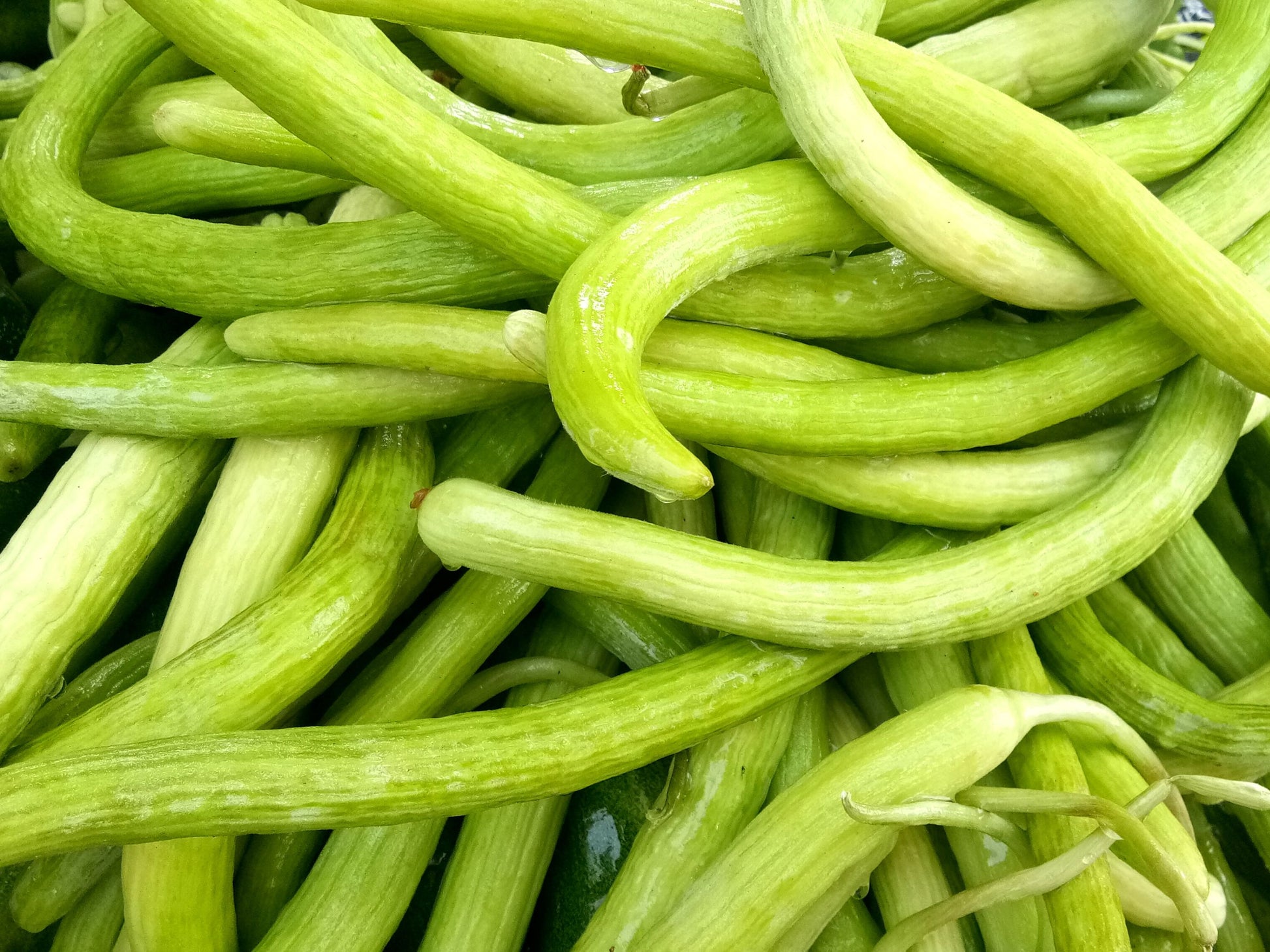 planting armenian cucumber seeds Metki Armenian Cucumber Seeds