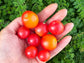 Rosy Finch Micro Dwarf Cherry Tomato Seeds