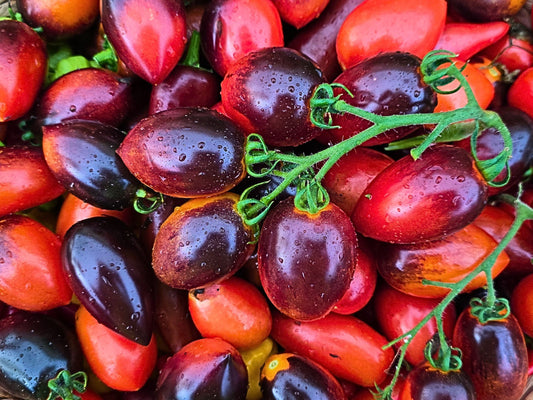 Midnight Roma Black Heirloom Tomato Seed