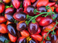 Midnight Roma Black Heirloom Tomato Seed