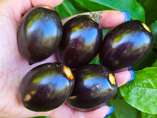 Midnight Roma Black Heirloom Tomato Seed