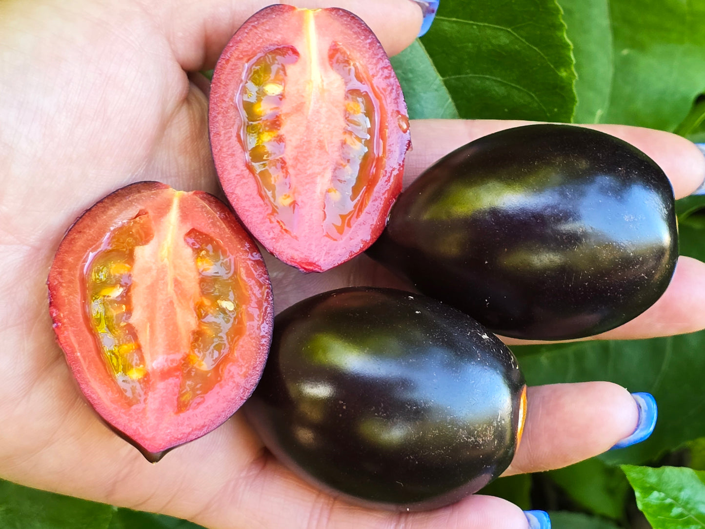 Midnight Roma Black Heirloom Tomato Seed