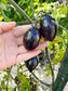 Midnight Roma Black Heirloom Tomato Seed