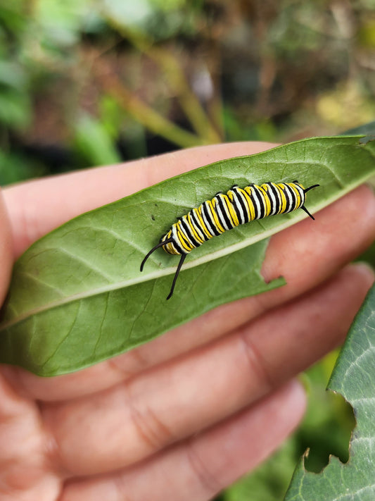 Tropical Butterfly Milkweed Flower Seeds - Monarch Butterfly Host Plant