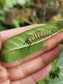 Tropical Butterfly Milkweed Flower Seeds - Monarch Butterfly Host Plant