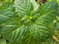 LIVE Plant - Mojito Mint