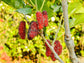 Mojo Berry Dwarf Mulberry Fruit Tree LIVE Starter Plant