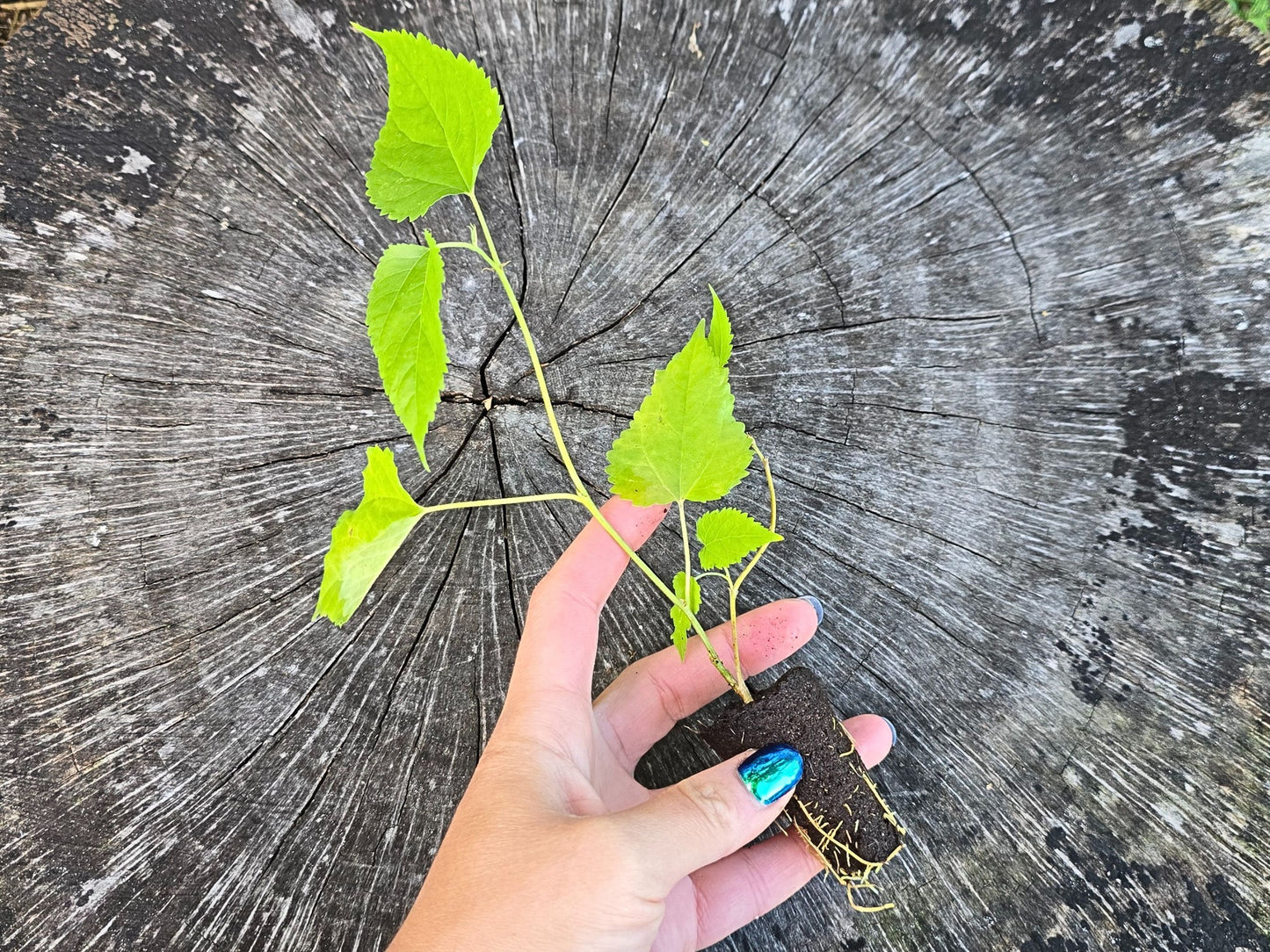 Mojo Berry Dwarf Mulberry Fruit Tree LIVE Starter Plant