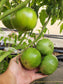 Moldovan Green Tomato Seeds