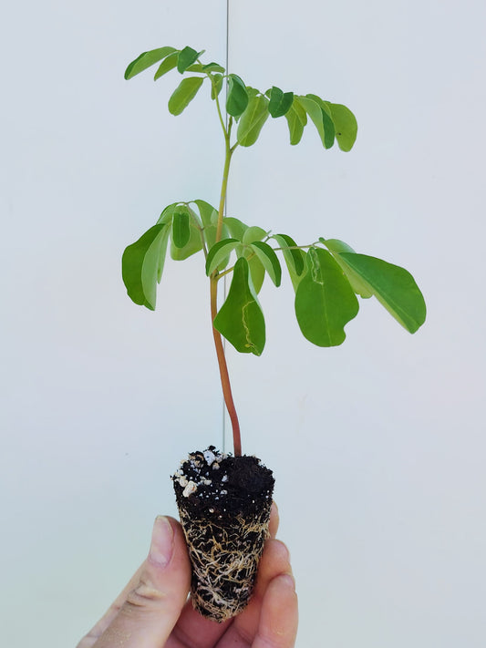 LIVE Plant - Moringa Oleifera