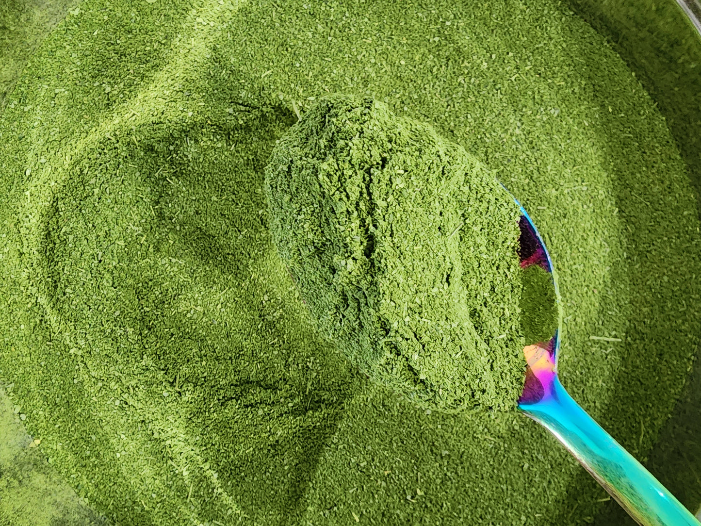 LIVE Plant - Moringa Oleifera