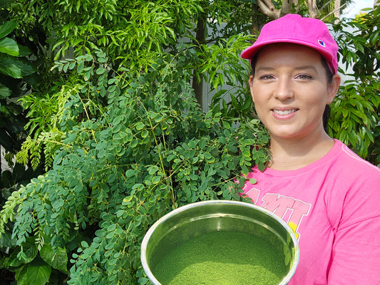 LIVE Plant - Moringa Oleifera