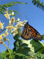 LIVE Plant - Moringa Oleifera