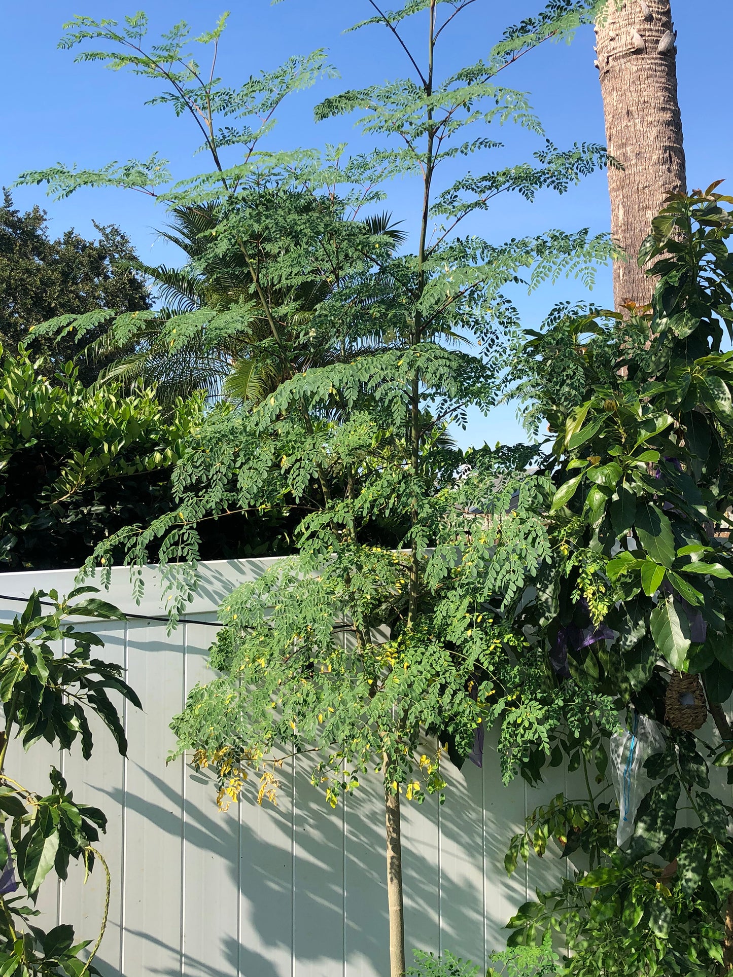 LIVE Plant - Moringa Oleifera
