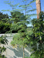 LIVE Plant - Moringa Oleifera