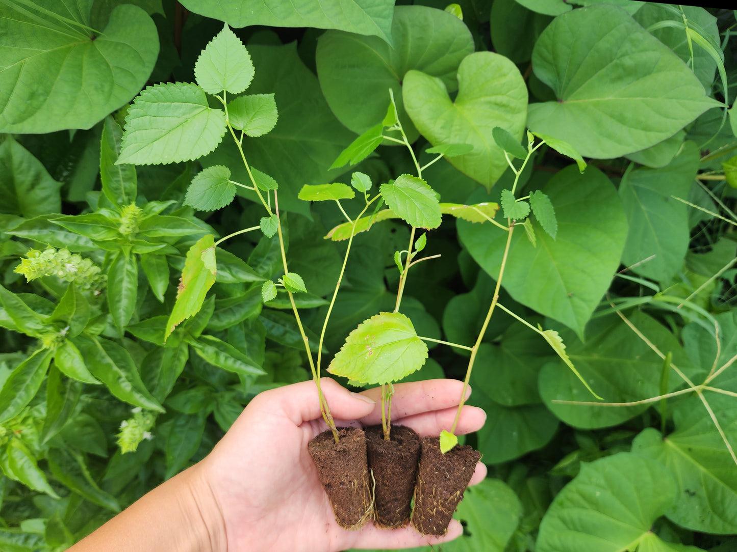 Illinois Everbearing Mulberry Fruit Tree LIVE Starter Plant