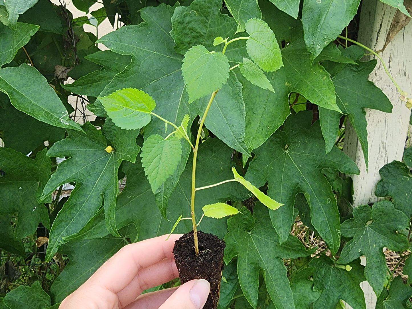 Illinois Everbearing Mulberry Fruit Tree LIVE Starter Plant