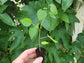 Illinois Everbearing Mulberry Fruit Tree LIVE Starter Plant