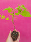 Mysore Raspberry LIVE Starter Plant/Tree