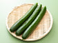 Natsu F1 Japanese Disease Resistant Cucumber Seeds