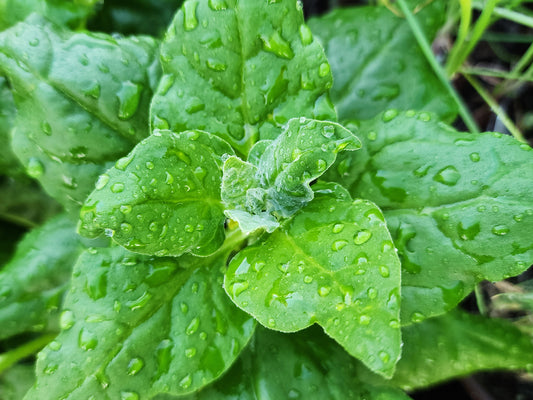 New Zealand Spinach Seeds