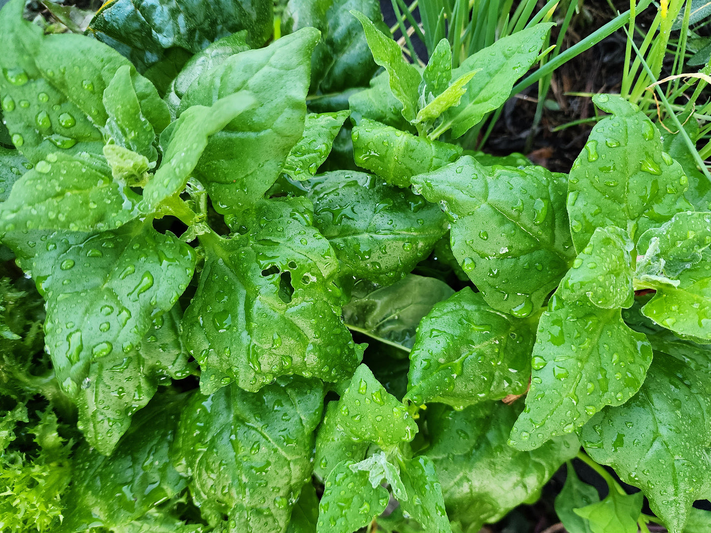 New Zealand Spinach Seeds