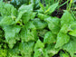 New Zealand Spinach Seeds