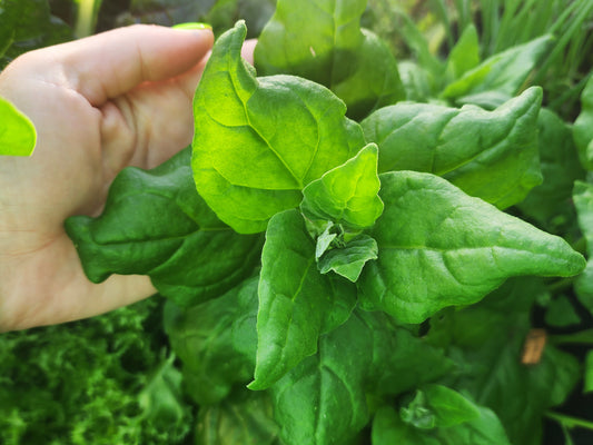 New Zealand Spinach Seeds
