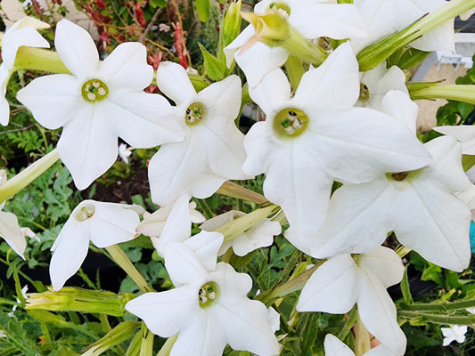 White Jasmine Scented Nicotiana Flower Seeds