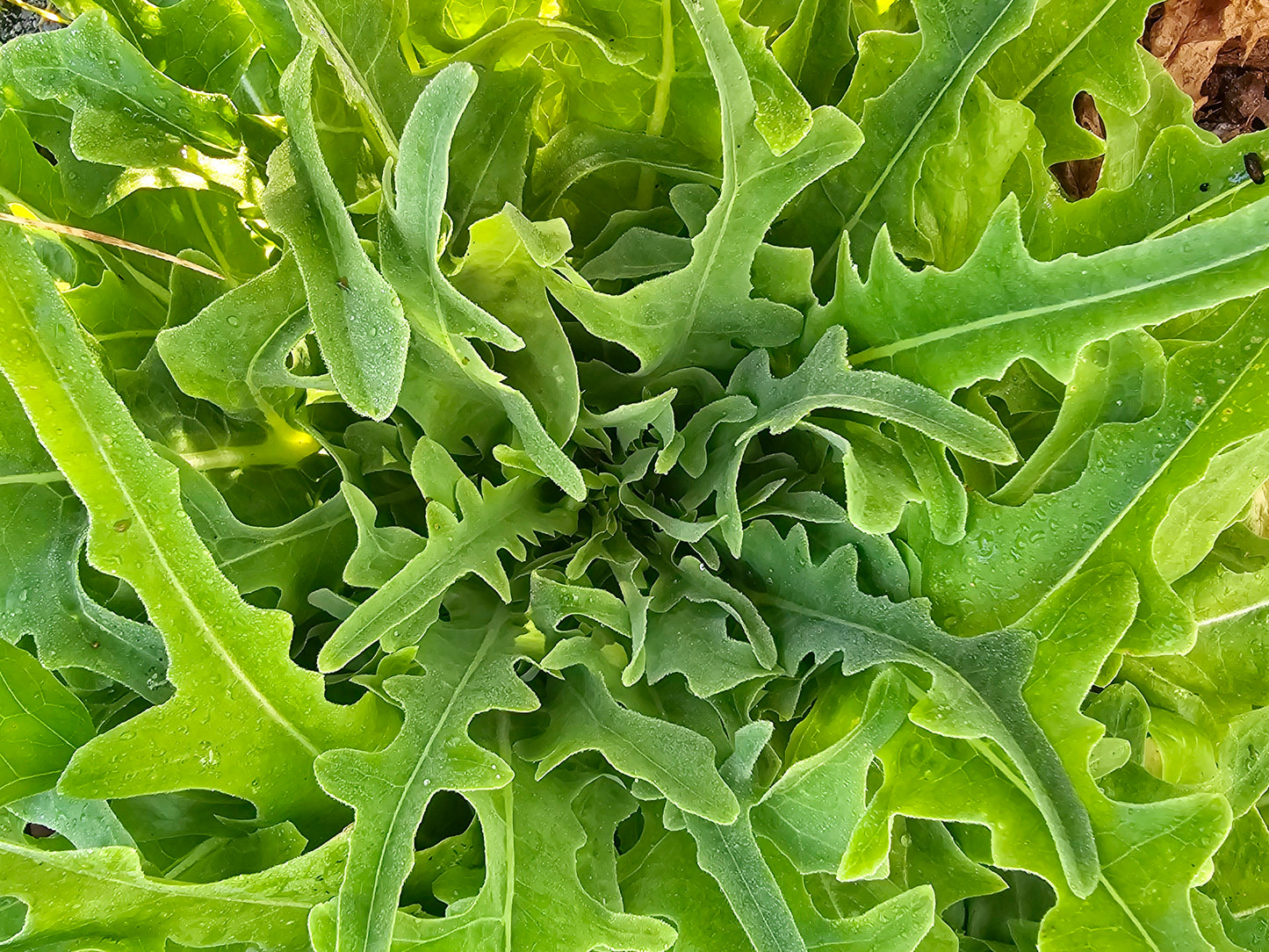 Oak Leaf Lettuce Seeds