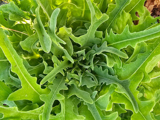 Oak Leaf Lettuce Seeds