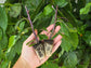 Okinawan Spinach LIVE Plant