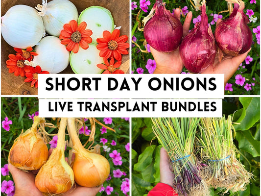 Short Day Sweet Onion LIVE PLANTS Bundles