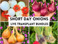 Short Day Sweet Onion LIVE PLANTS Bundles