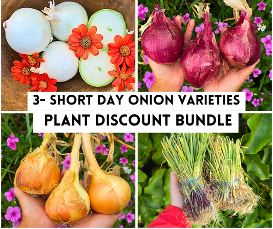 Plant Bundle Discount - 3 Varieties of Short Day Onion Live Plant Bundles