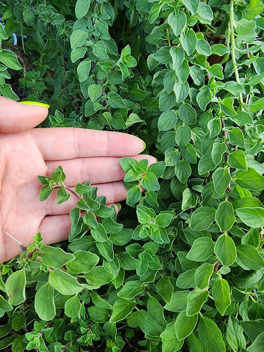 Italian Oregano Herb Garden Seeds