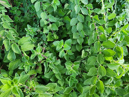 Italian Oregano Herb Garden Seeds