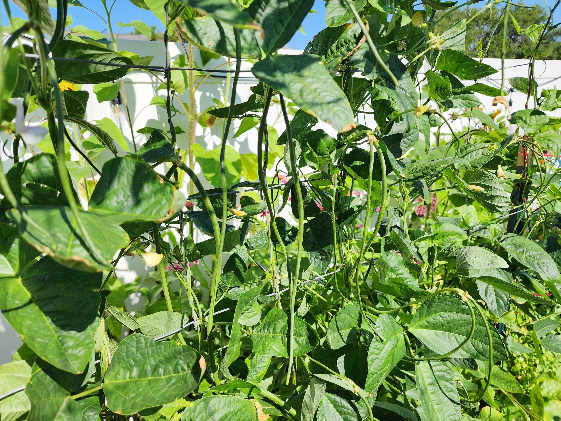Green Yard Long Bean Seeds – Asian String Beans (Sitaw) – NON-GMO, 15+ Seeds