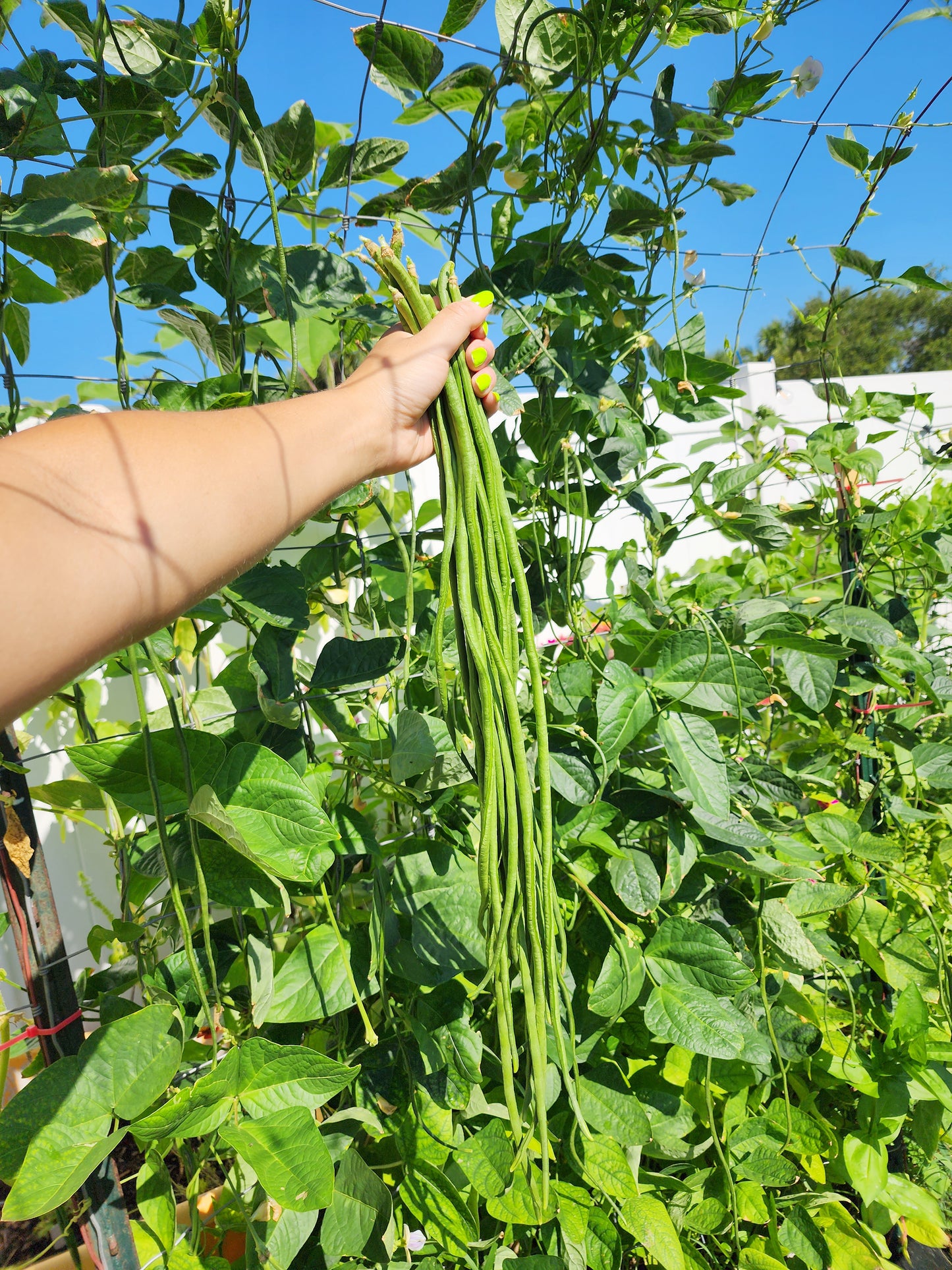 Dark Green Yard Long Bean Seeds