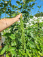 Dark Green Yard Long Bean Seeds