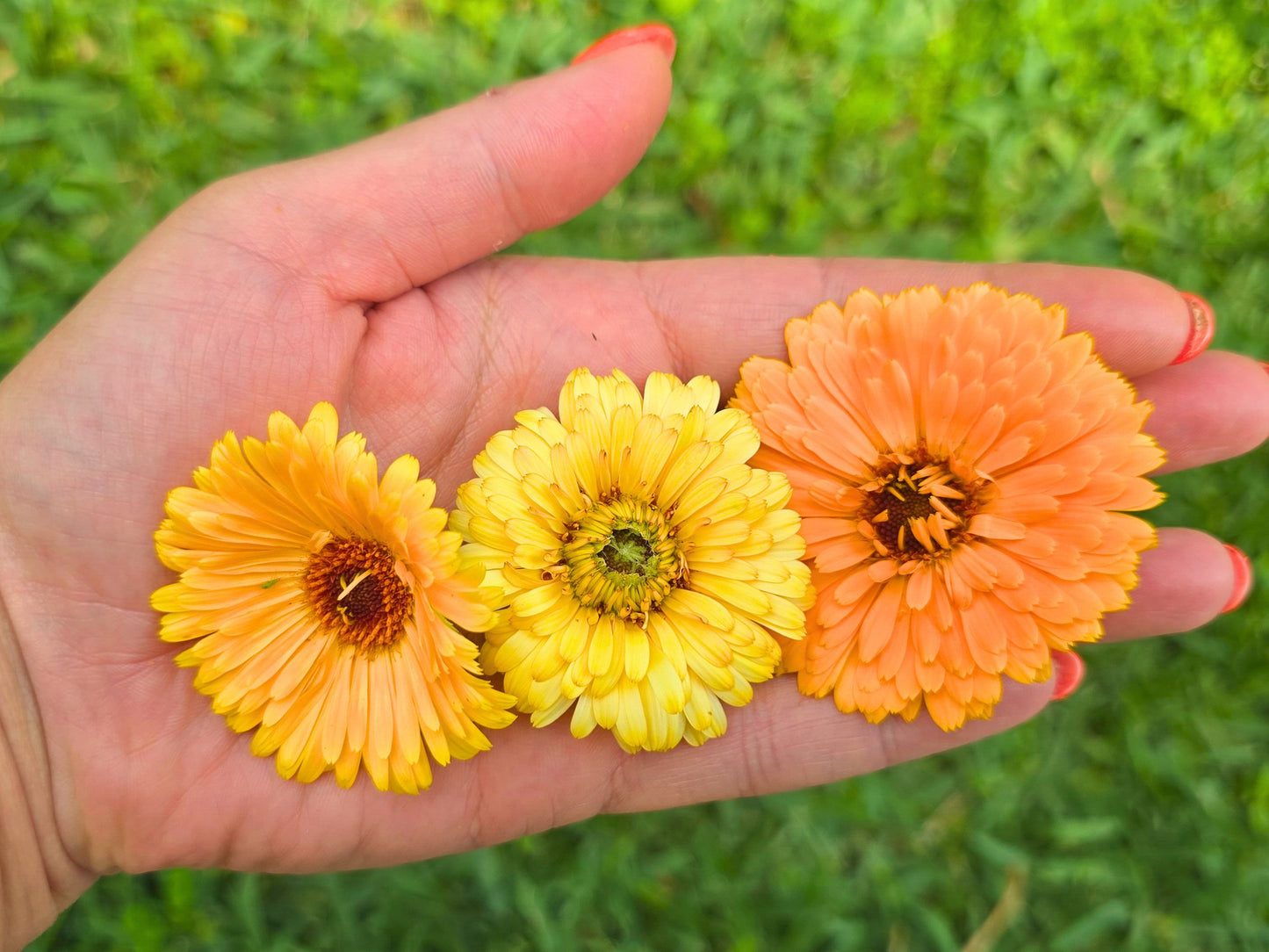 Pacific Beauty Calendula Seeds