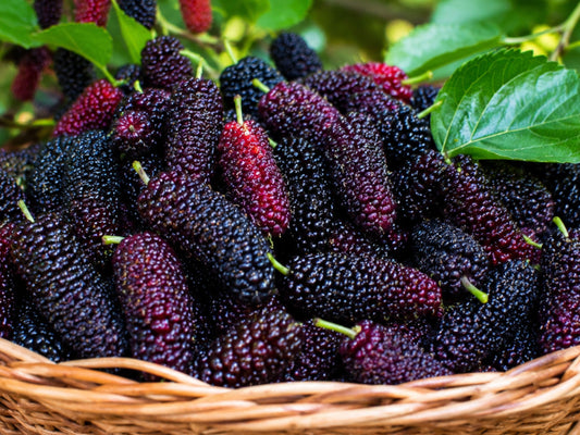 Pakistan Mulberry Fruit Tree LIVE Starter Plant
