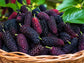 Pakistan Mulberry Fruit Tree LIVE Starter Plant