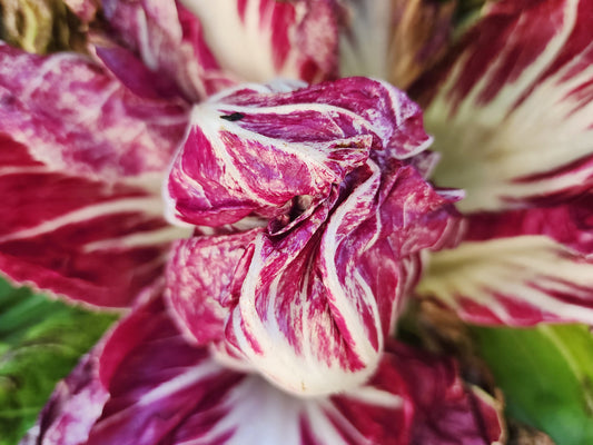 Palla Rosa Radicchio Seeds