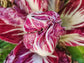 Palla Rosa Radicchio Seeds