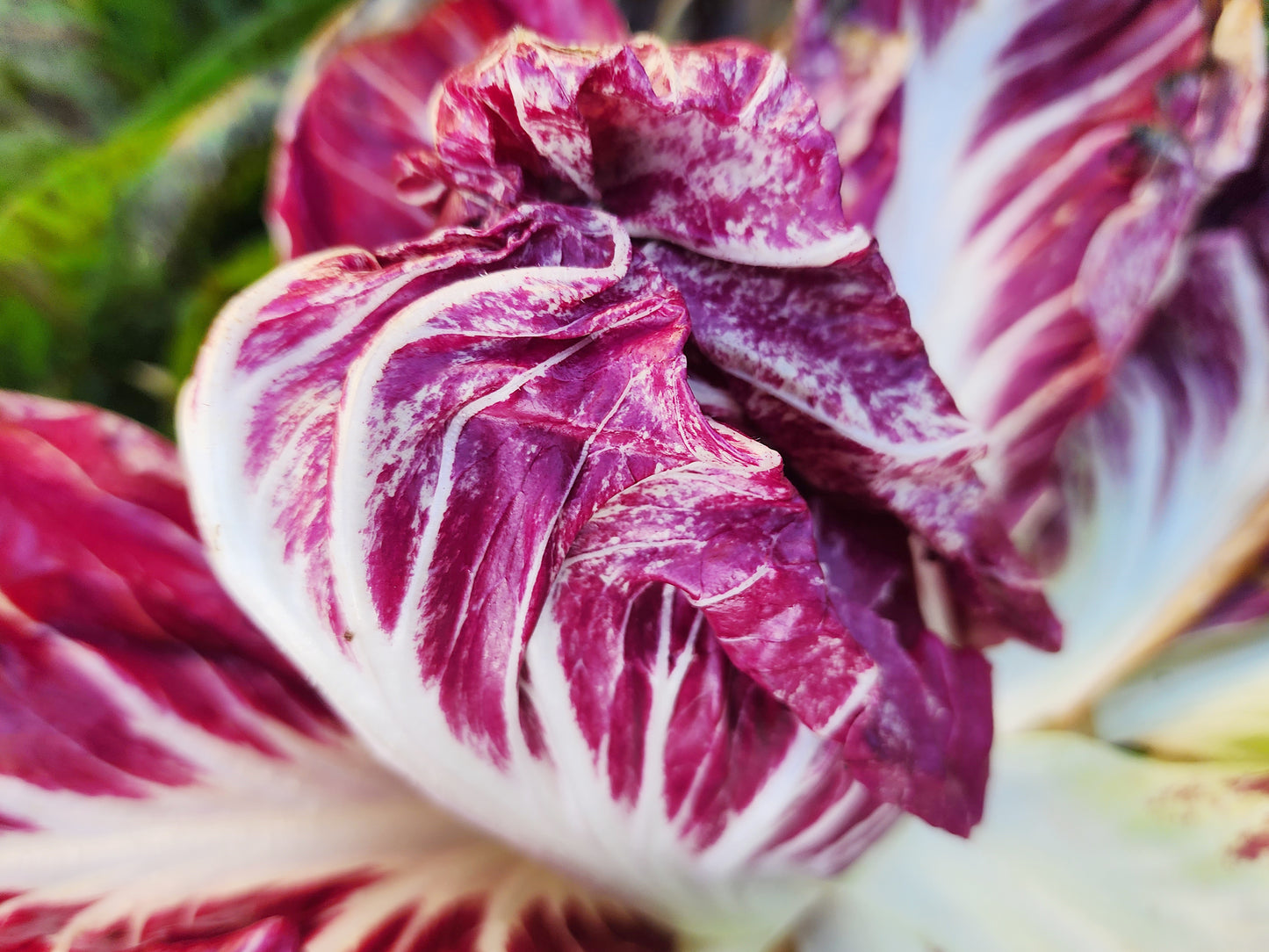 Palla Rosa Radicchio Seeds