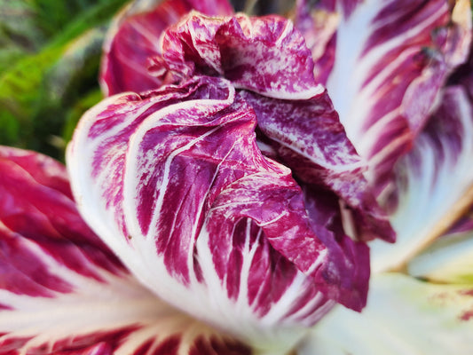 Palla Rosa Radicchio Seeds