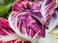 Palla Rosa Radicchio Seeds