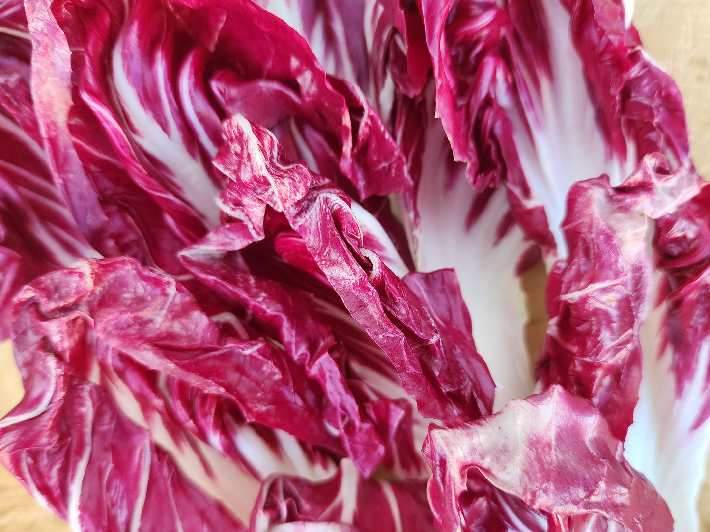 Palla Rosa Radicchio Seeds